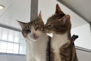 Sass and Millie RESERVED
