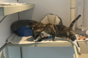 Jackie and Pippa - Semi Feral home needed 