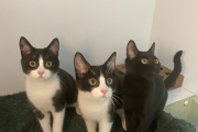Bonnie, Sabrina, Fleck and Spot - To be homed in pairs 