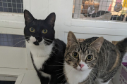 Lucas and Sydney REHOMED