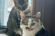 Bill & Tracy - Experienced home needed - RESERVED