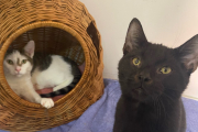 Gizmo and Shadow - RESERVED