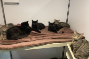 Jojo and her Kittens - looking for homes in pairs