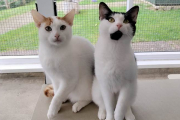 Monty and Moo- Rehomed