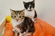 These little ones have found a lovely home but get in touch to discuss any other kittens we may have 