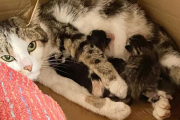Minnie Egg and Kittens - fostered 
