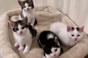Cleopatra and kittens - fostered 