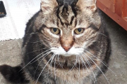 Biscuit (and Tigger?) - seeking Long Term Foster home