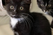 Rosie and Willow - RESERVED!