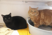 PRIORITY CATS!  Ginger cat family - the last three cats....semi-feral home or rescue minded home