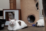 Clementine, Ethan, Marvin and Harry  - RESERVED! - all 4!!