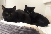 Kate and William - seeking outdoor semi-feral home. 