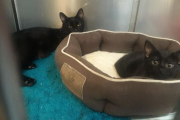 Fiona and Veronica - HOMED!