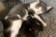 Isla and kittens 