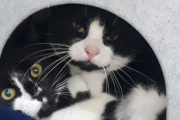 Storm and Mario - seeking outdoor semi-feral home - Priority cats - Overlooked