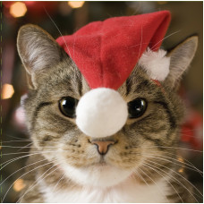 SALE!! LIMITED STOCK AVAILABLE - Charity Christmas Cards - Feline Christmas