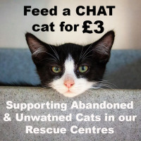 Feed a CHAT cat - Donate here!