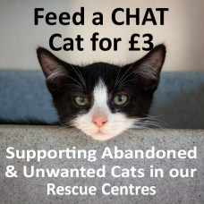 Feed a CHAT cat - Donate here!
