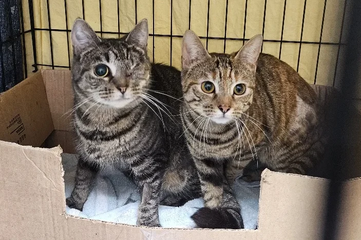 Penny and Petunia CHAT rescue cats